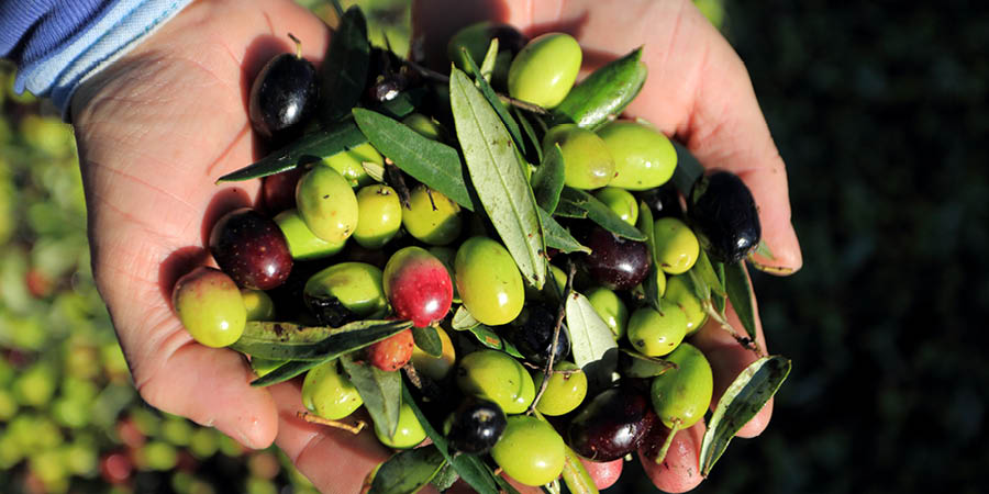 Savouring the flavours of southern Puglia